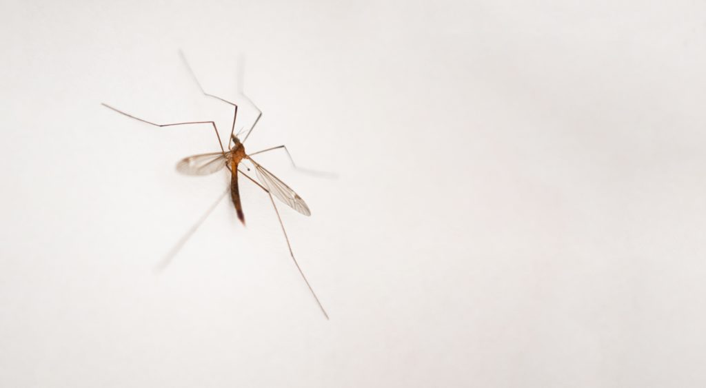paludisme en Afrique malaria